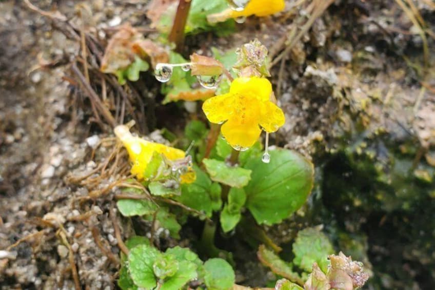 A plant with yellow flowers and green leaves. 5