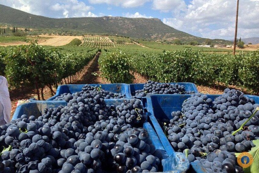 Grapevines in a vineyard with blue bins filled with grapes. 3