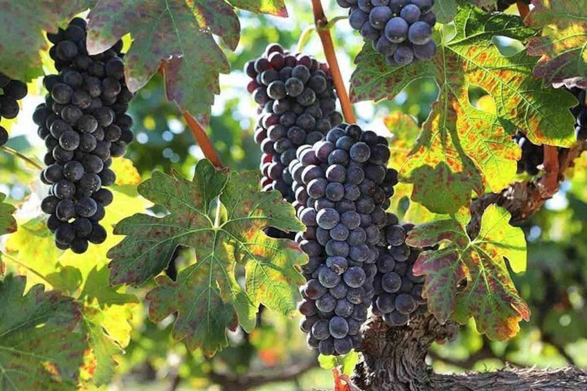 Clusters of dark purple grapes on a vine with green leaves. 2