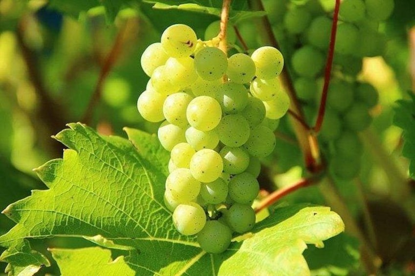 A bunch of green grapes on a vine with large green leaves. 2