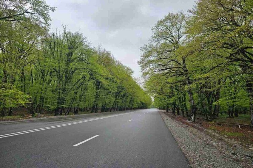 A road flanked by trees under a cloudy sky. 5