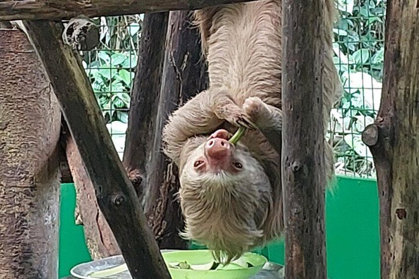 A sloth hanging from a wooden structure. 5