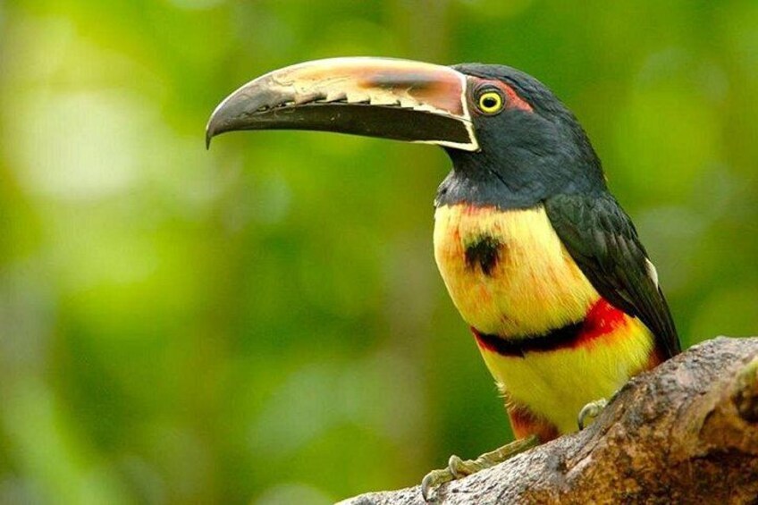 A toucan with a large beak, colorful plumage, and a red throat patch, perched on a branch. 3
