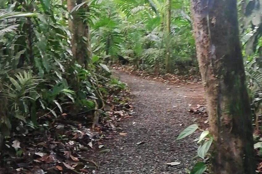 A forest path surrounded by dense foliage and trees. 3