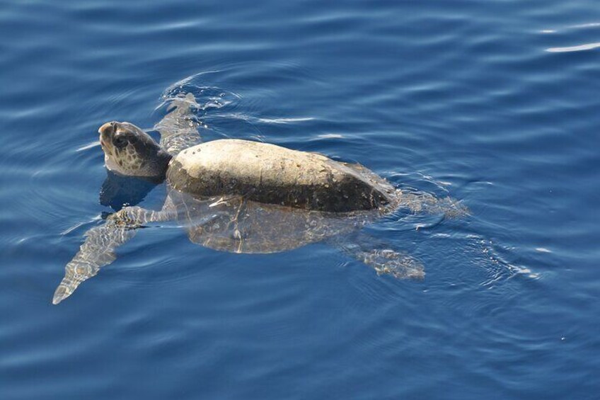 A sea turtle swimming in the ocean. 5