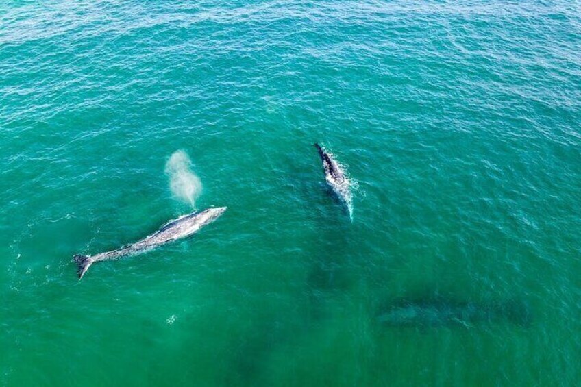 Two whales swimming in clear blue water. 4