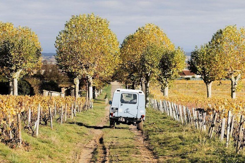 A white RV driving on a dirt path between rows of grapevines. 2