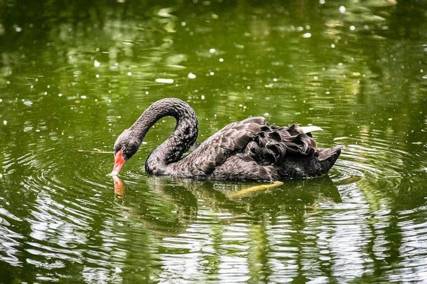 A black swan swimming in green water. 3