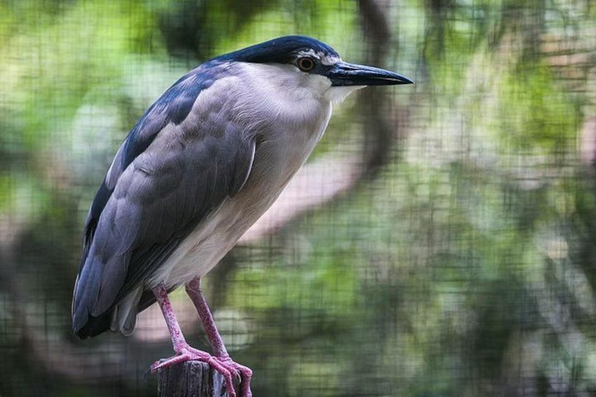 A bird perched on a wooden post. 2