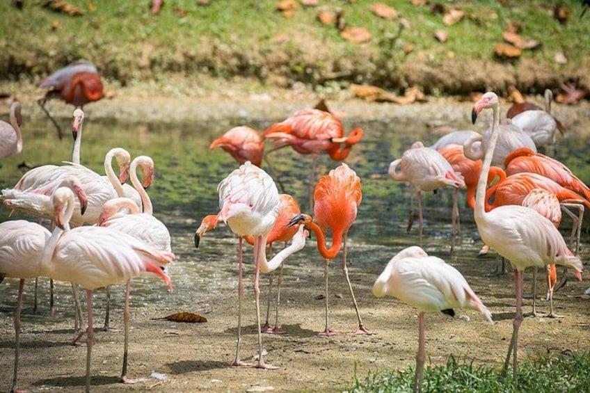 A group of flamingos standing by a body of water. 5