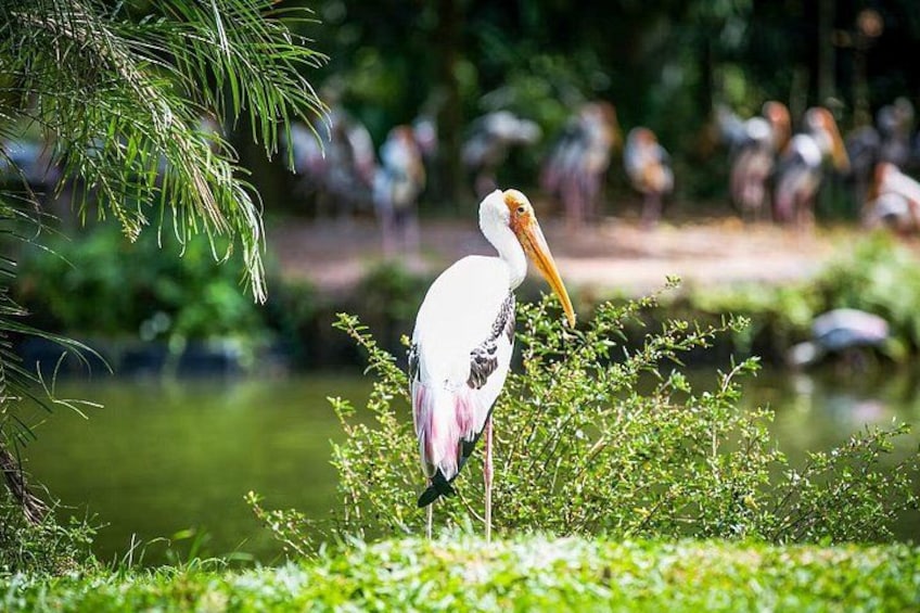 A stork standing in a pond surrounded by greenery. 4