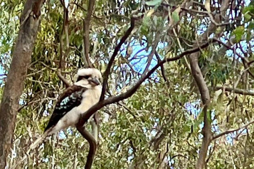 A bird perched on a branch. 4
