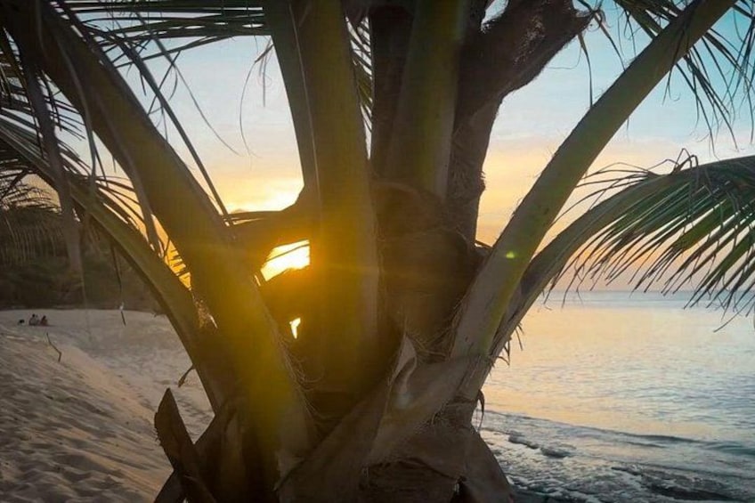 A beach with a palm tree, ocean, and sunset. 2