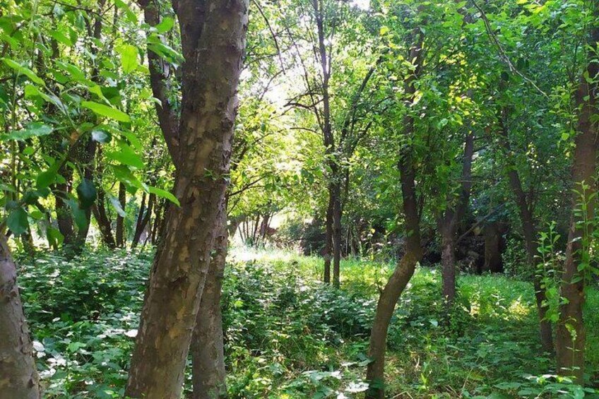 A dense forest with tall trees and lush green foliage. 2