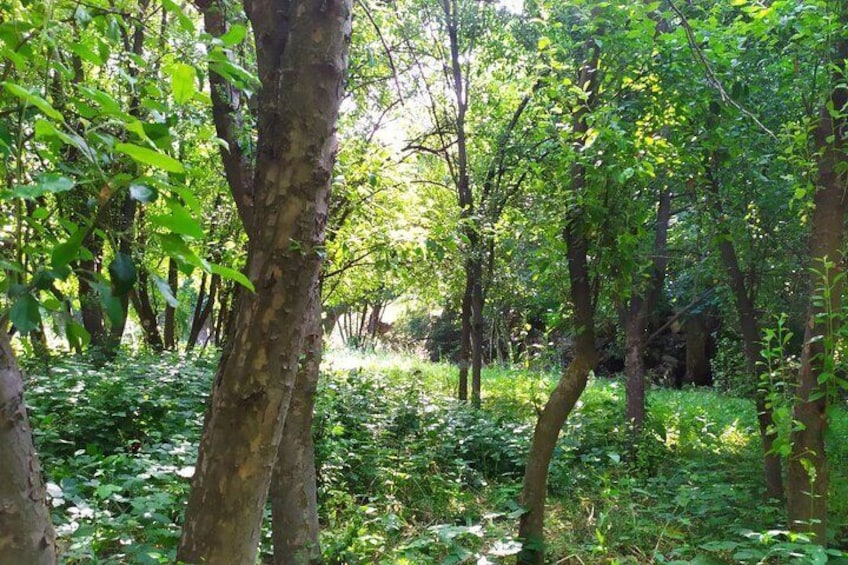 Ein dichter Wald mit hohen Bäumen und üppigem Grün. 2