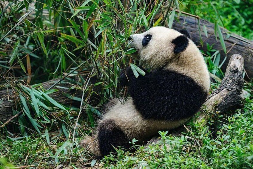 A panda sitting among green foliage. 5
