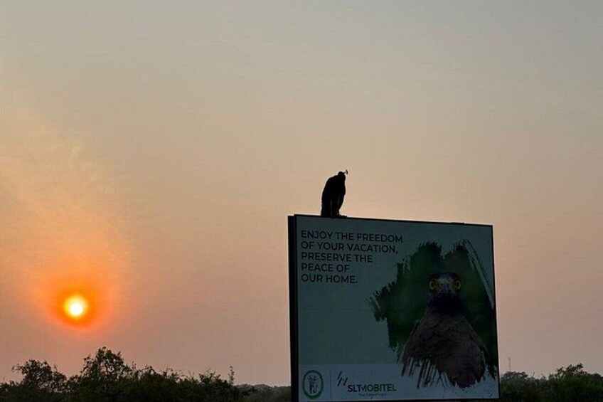 A sunset with a bird perched on a billboard. 1