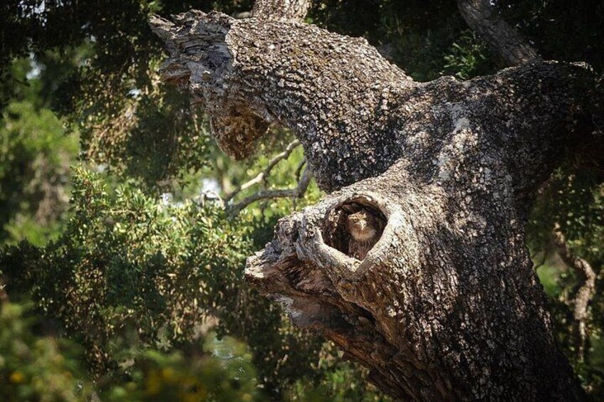Yala Safari Private Tour From Ahungalla 4