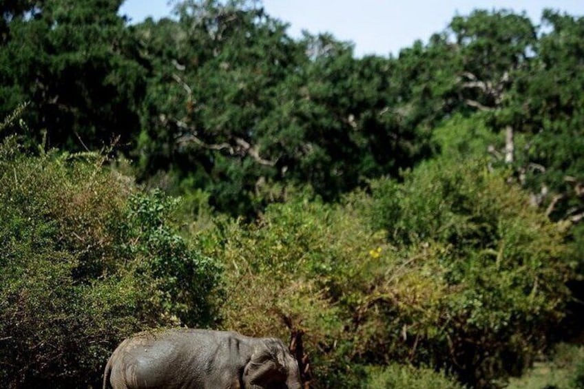 Yala Safari Private Tour From Ahungalla 3