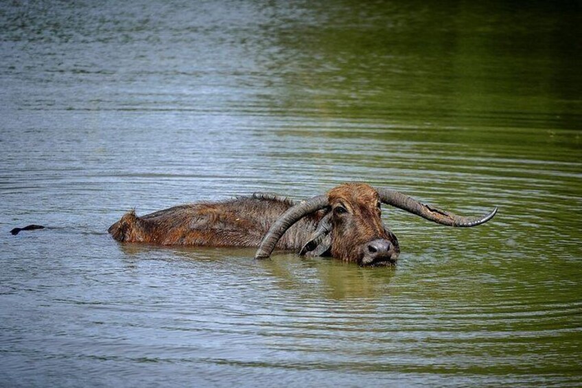Yala Safari Private Tour From Ahungalla 5