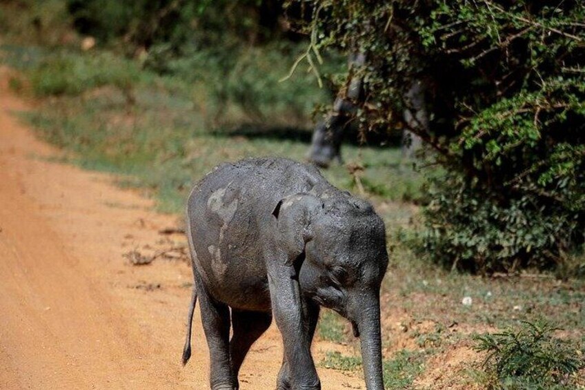 A baby elephant on a dirt road with greenery in the background. 4