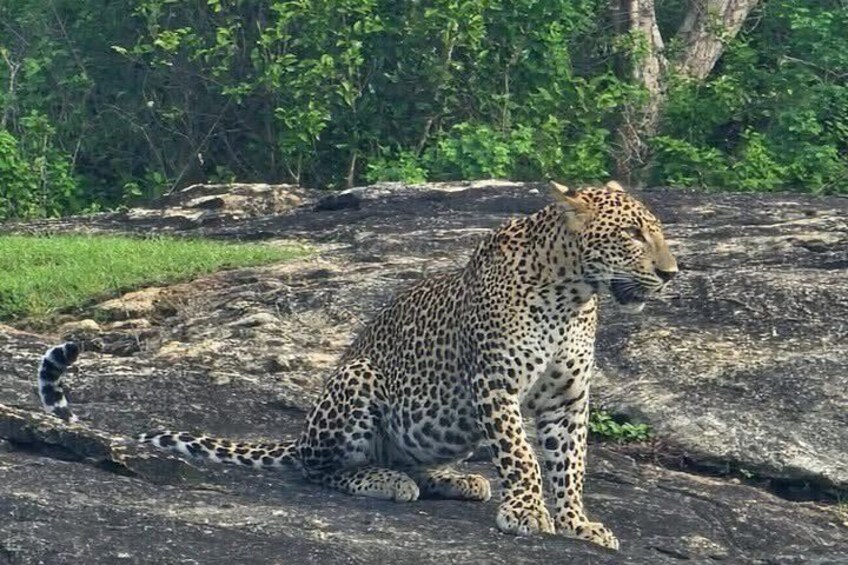 A leopard sitting on a rock with dense green foliage in the background. 5