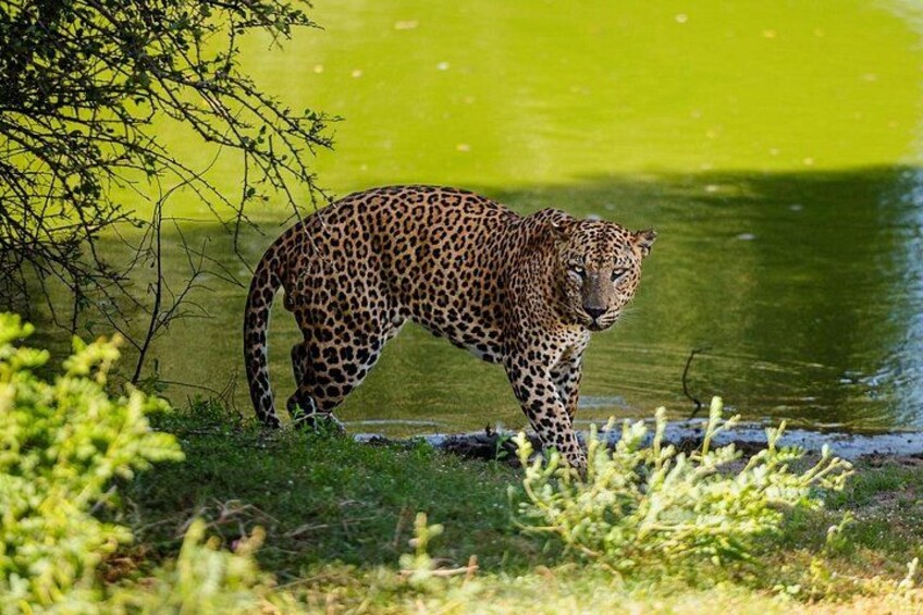 A leopard near a water body with greenery and a tree in the background. 2