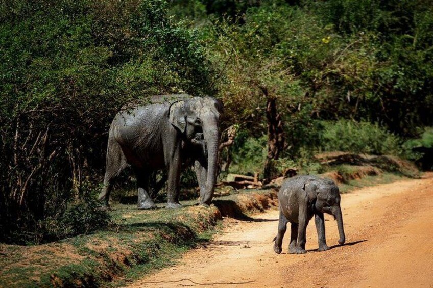 Two elephants on a dirt road with dense greenery on both sides. 3