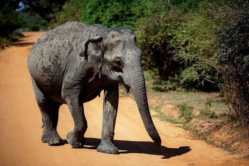 Yala Safari Private Tour From Ahungalla 2