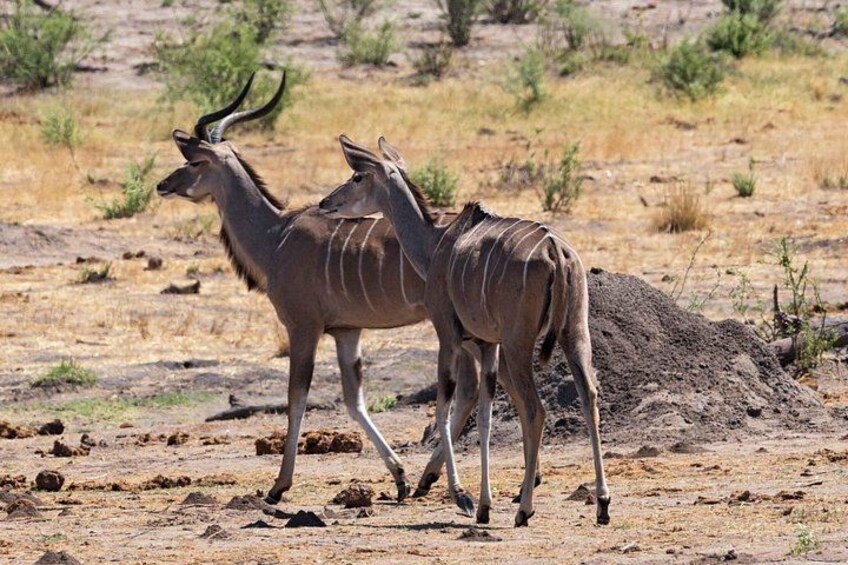 Two antelopes walking on a dry, rocky terrain with sparse vegetation. 3