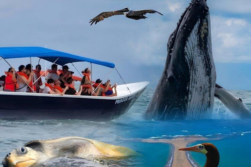 Peninsula of Life: an eternal moment in paradise. The best whale watching experience awaits you! 1