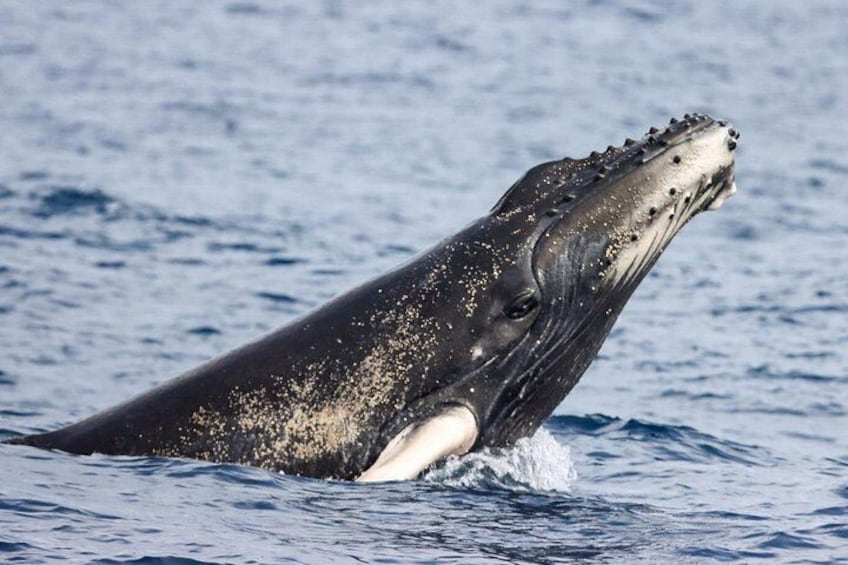 A humpback whale breaching with its head above water. 2