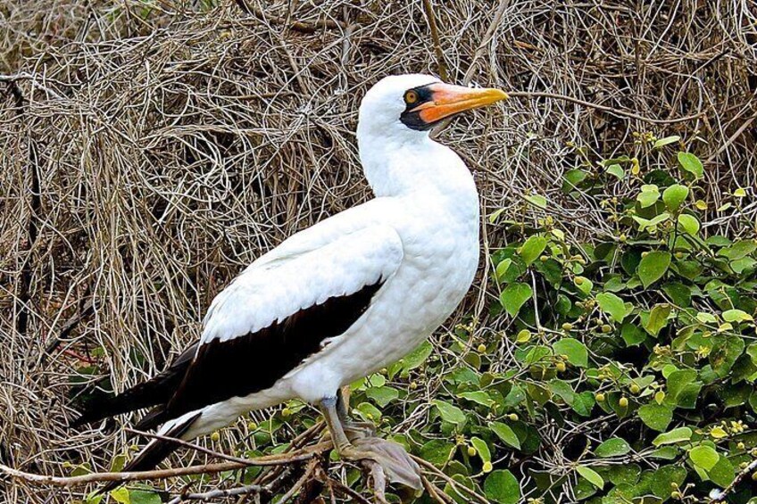 A white bird with black wings and an orange beak standing among dry grass and green foliage. 2