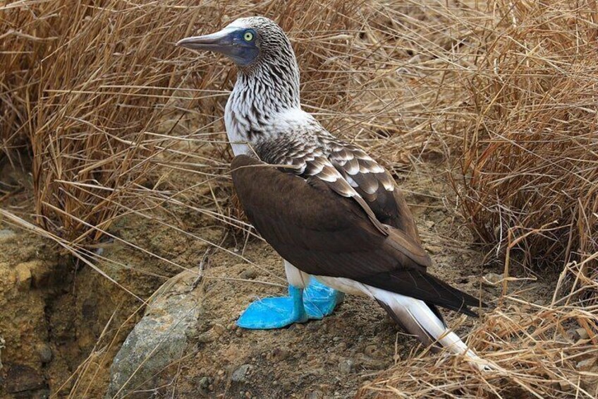 A bird with a speckled pattern on its back, standing on a rocky surface with dry grass in the background. 4