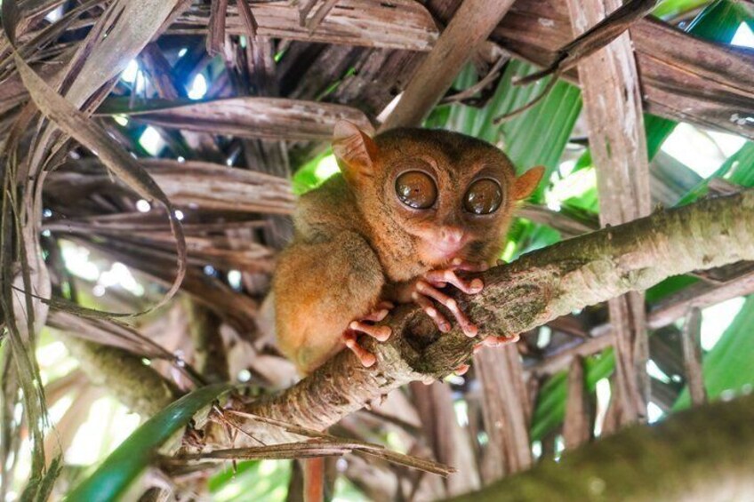 A small primate with large eyes clinging to a tree branch amidst dense foliage. 4
