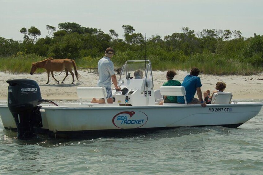 Ein Boot mit Personen in der Nähe eines Sandstrandes, im Hintergrund eine Kuh. 5