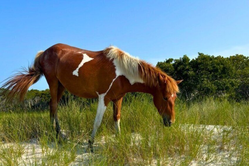 Private 12 Passenger Ocean & Bay Assateague Island Sunset Cruise 3