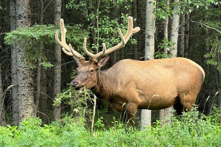 A large elk with antlers in a forested area with birch trees. 5