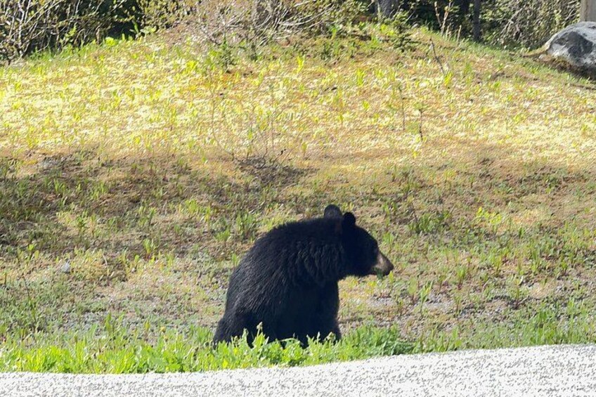 A bear sitting on grass near a road. 4