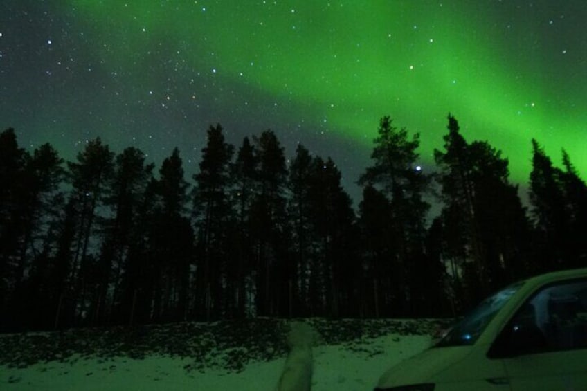 A forest at night with the Northern Lights. 2
