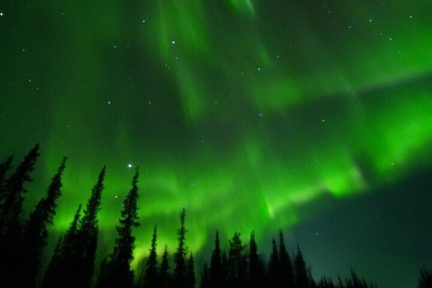 The Northern Lights over a forest. 3