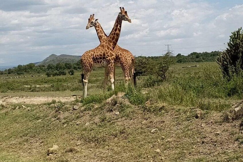 Two giraffes standing in a grassy field with a hill and sparse vegetation in the background. 4