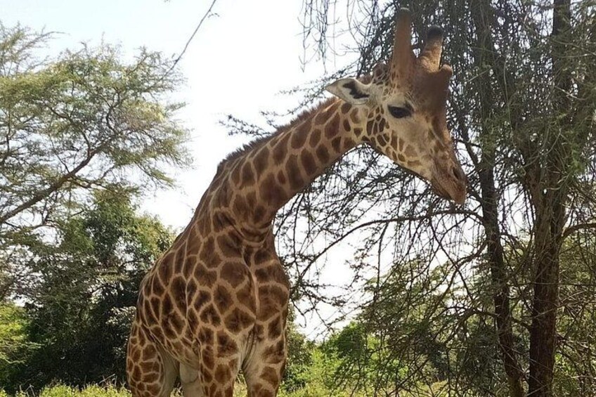 A giraffe standing in a natural setting with trees in the background. 3