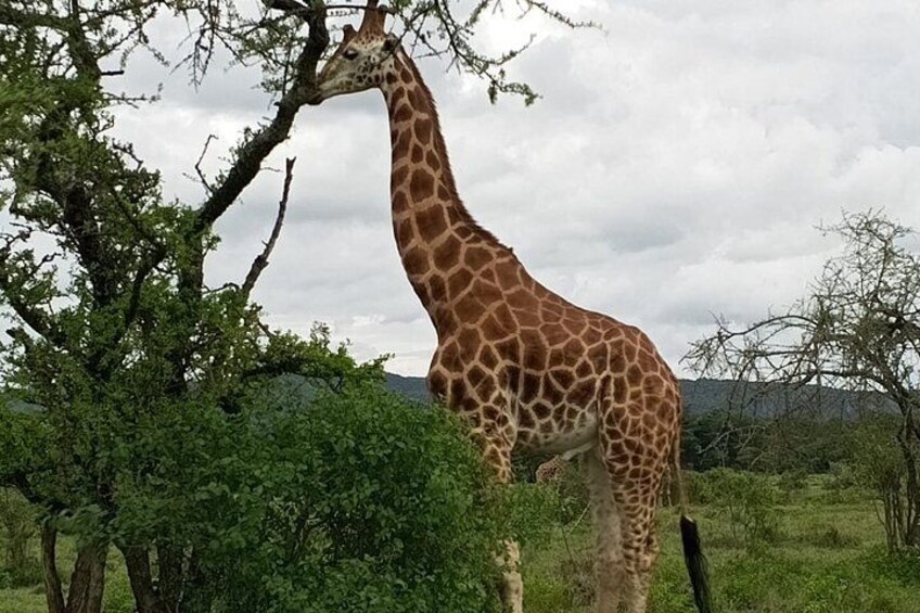 A giraffe standing in a grassy field with trees and hills in the background. 2