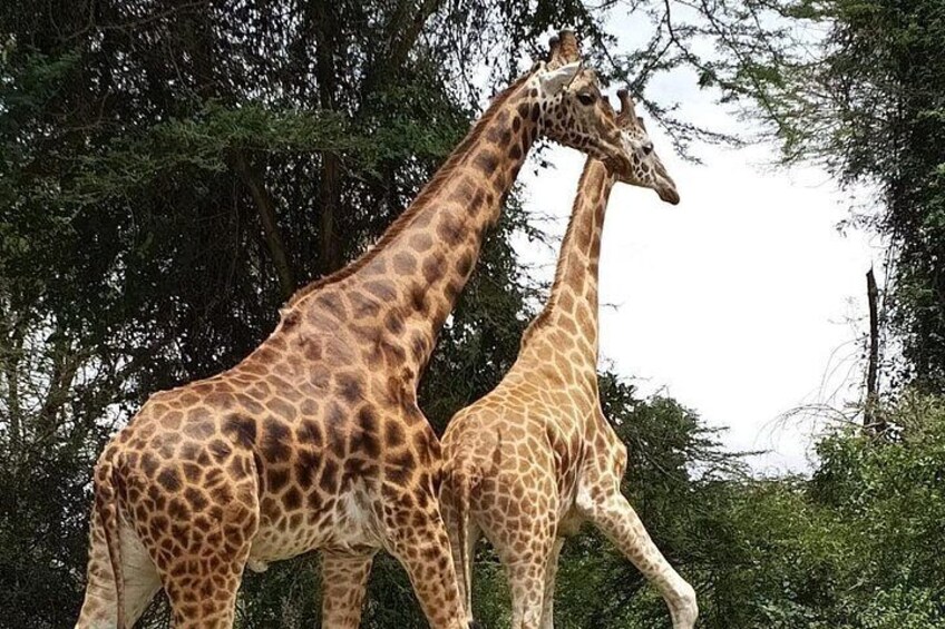 Deux girafes dans un environnement naturel, avec des arbres en arrière-plan. 2