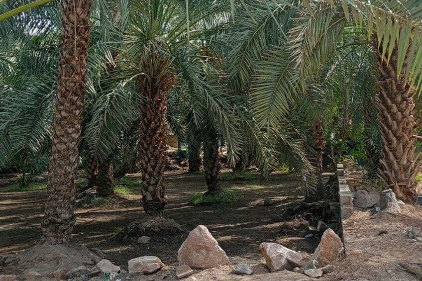 A grove of palm trees with rocky ground. 4