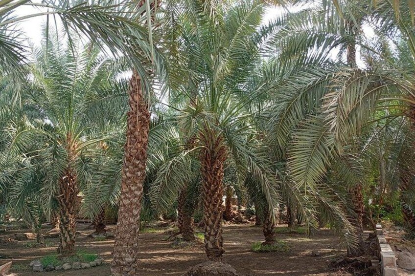 A grove of palm trees with dense foliage and a well-maintained ground. 5