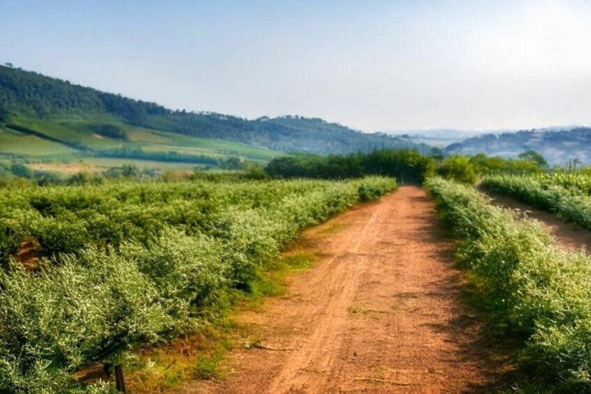 A dirt path through a field of green crops, with hills in the background. 4