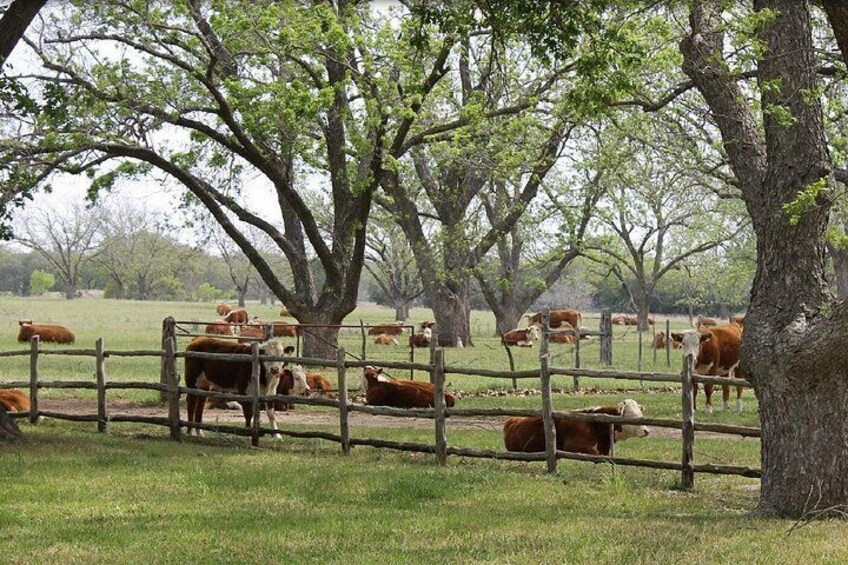 A fenced pasture with grazing cows and trees. 4