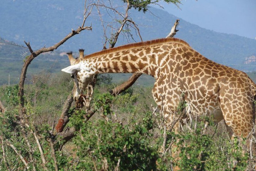 A giraffe eating leaves from a tree in a natural landscape with mountains in the background. 5